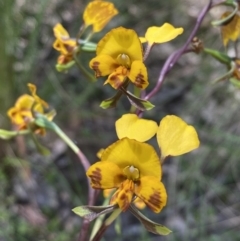 Diuris semilunulata (Late Leopard Orchid) at Jerrabomberra, NSW - 25 Oct 2022 by SteveBorkowskis