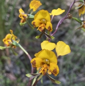 Diuris semilunulata at Jerrabomberra, NSW - suppressed