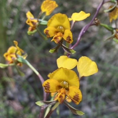 Diuris semilunulata (Late Leopard Orchid) at Jerrabomberra, NSW - 25 Oct 2022 by SteveBorkowskis