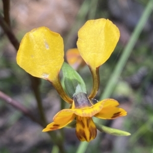 Diuris semilunulata at Jerrabomberra, NSW - 25 Oct 2022