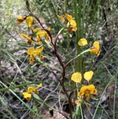 Diuris semilunulata at Jerrabomberra, NSW - suppressed