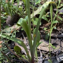 Diuris semilunulata at Jerrabomberra, NSW - suppressed