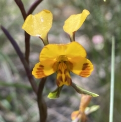 Diuris semilunulata at Jerrabomberra, NSW - 25 Oct 2022