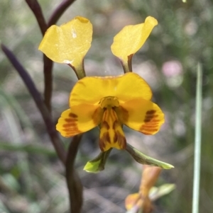 Diuris semilunulata at Jerrabomberra, NSW - 25 Oct 2022