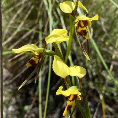 Diuris sulphurea (Tiger Orchid) at Jerrabomberra, NSW - 25 Oct 2022 by SteveBorkowskis