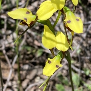 Diuris sulphurea at Jerrabomberra, NSW - 25 Oct 2022