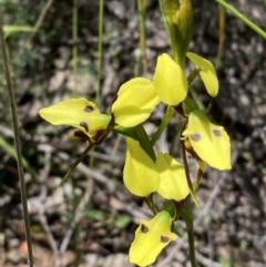 Diuris sulphurea at Jerrabomberra, NSW - suppressed