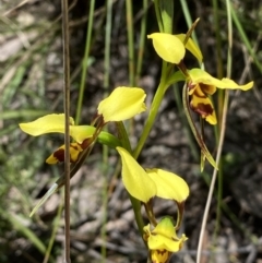 Diuris sulphurea at Jerrabomberra, NSW - 25 Oct 2022