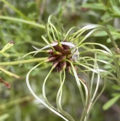 Clematis leptophylla at Jerrabomberra, NSW - 23 Oct 2022