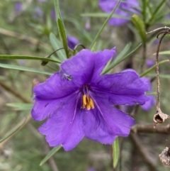 Solanum linearifolium (Kangaroo Apple) at Mount Jerrabomberra - 23 Oct 2022 by Steve_Bok