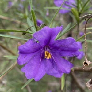 Solanum linearifolium at Jerrabomberra, NSW - 23 Oct 2022