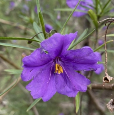 Solanum linearifolium (Kangaroo Apple) at Mount Jerrabomberra QP - 23 Oct 2022 by Steve_Bok