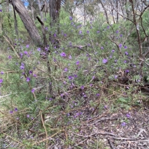 Solanum linearifolium at Jerrabomberra, NSW - 23 Oct 2022 05:54 PM