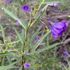 Solanum linearifolium at Jerrabomberra, NSW - 23 Oct 2022