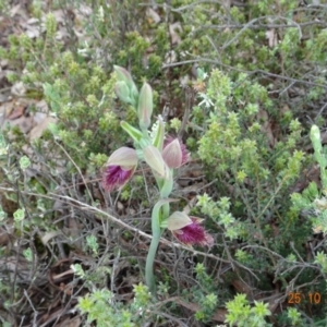 Calochilus platychilus at Molonglo Valley, ACT - 25 Oct 2022