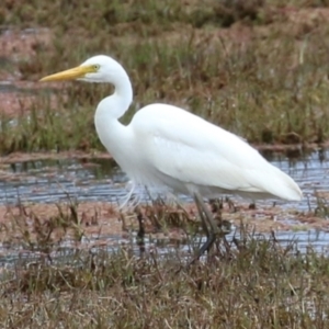 Ardea plumifera at Fyshwick, ACT - 27 Oct 2022