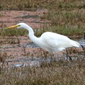 Ardea plumifera at Fyshwick, ACT - 27 Oct 2022