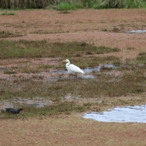 Ardea plumifera at Fyshwick, ACT - 27 Oct 2022