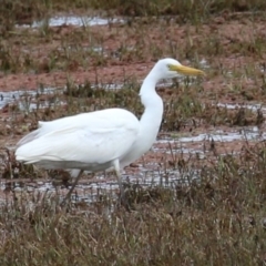 Ardea plumifera at Fyshwick, ACT - 27 Oct 2022