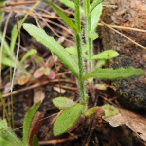 Wahlenbergia sp. at Paddys River, ACT - 26 Oct 2022 12:55 PM