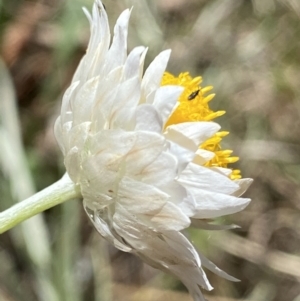 Leucochrysum albicans subsp. tricolor at Curtin, ACT - 27 Oct 2022