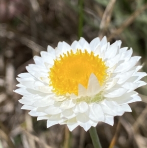 Leucochrysum albicans subsp. tricolor at Curtin, ACT - 27 Oct 2022 11:39 AM