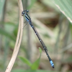 Austroagrion watsoni (Eastern Billabongfly) at Murrumbateman, NSW - 27 Oct 2022 by SimoneC