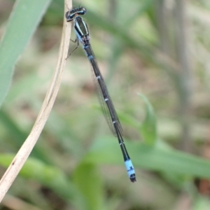 Austroagrion watsoni at Murrumbateman, NSW - 27 Oct 2022 01:58 PM