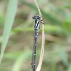 Austroagrion watsoni at Murrumbateman, NSW - 27 Oct 2022 01:58 PM