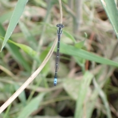 Austroagrion watsoni at Murrumbateman, NSW - 27 Oct 2022 01:58 PM