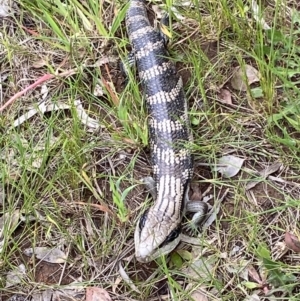 Tiliqua scincoides scincoides at Curtin, ACT - 27 Oct 2022 11:31 AM