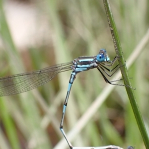 Austrolestes leda at Murrumbateman, NSW - 27 Oct 2022 01:25 PM