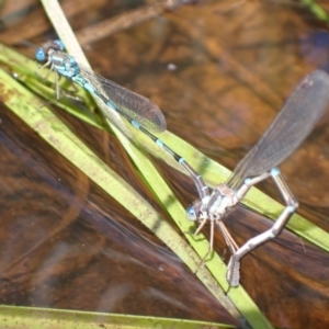 Austrolestes leda at Murrumbateman, NSW - 27 Oct 2022 01:25 PM