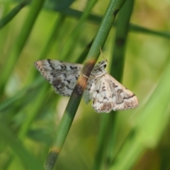 Nacoleia rhoeoalis (A Crambid moth (Spilomelinae) at Macarthur, ACT - 27 Oct 2022 by RAllen
