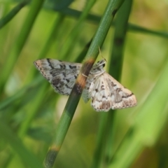 Nacoleia rhoeoalis (Spilomelinae) at Macarthur, ACT - 27 Oct 2022 by RAllen