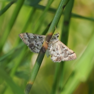 Nacoleia rhoeoalis (A Crambid moth (Spilomelinae) at Macarthur, ACT - 27 Oct 2022 by RAllen