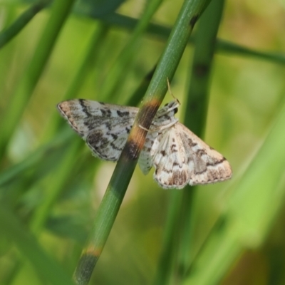 Nacoleia rhoeoalis (Spilomelinae) at Macarthur, ACT - 27 Oct 2022 by RAllen