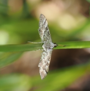 Nacoleia rhoeoalis at Macarthur, ACT - 27 Oct 2022