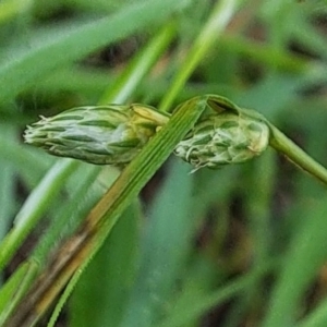 Carex inversa at Watson, ACT - 17 Oct 2022