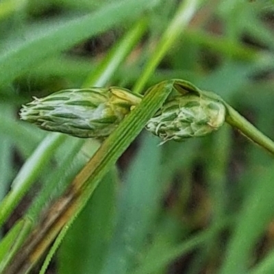 Carex inversa (Knob Sedge) at Mount Majura - 16 Oct 2022 by abread111