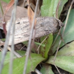 Agrotis (genus) at Murrumbateman, NSW - 27 Oct 2022 by SimoneC