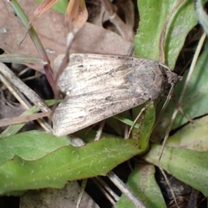 Agrotis (genus) at Murrumbateman, NSW - 27 Oct 2022 01:41 PM