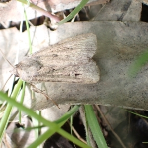 Agrotis (genus) at Murrumbateman, NSW - 27 Oct 2022 01:41 PM