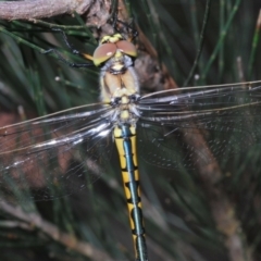 Hemicordulia tau at Lower Boro, NSW - 27 Oct 2022