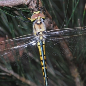 Hemicordulia tau at Lower Boro, NSW - 27 Oct 2022