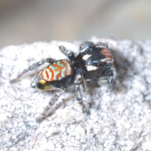 Maratus plumosus at Lower Boro, NSW - 27 Oct 2022