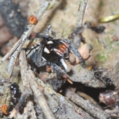 Maratus plumosus at Lower Boro, NSW - 27 Oct 2022