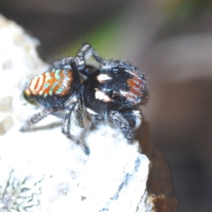 Maratus plumosus at Lower Boro, NSW - 27 Oct 2022