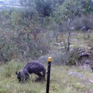 Osphranter robustus robustus at Kambah, ACT - 26 Apr 2022 05:08 PM