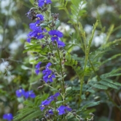 Dampiera purpurea (Purple Dampiera) at Tahmoor, NSW - 26 Oct 2022 by Aussiegall